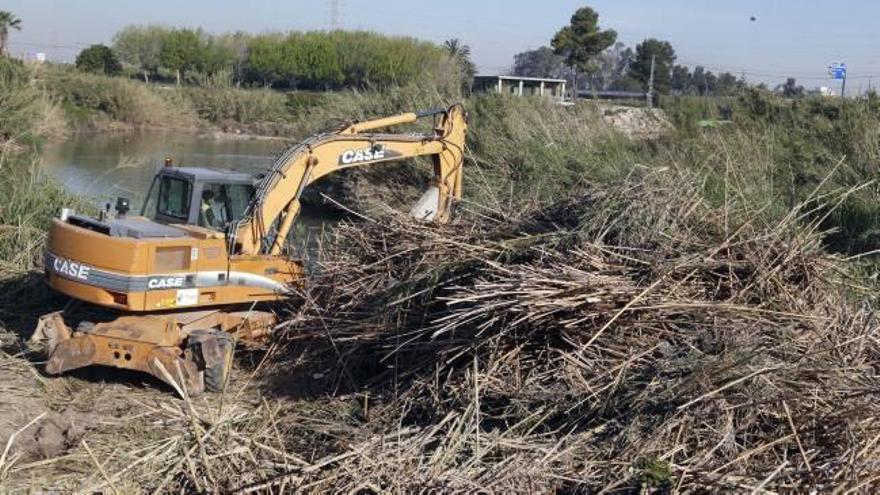 El Xúquer se liberará antes de un mes de   la vegetación y las cañas que lo taponan