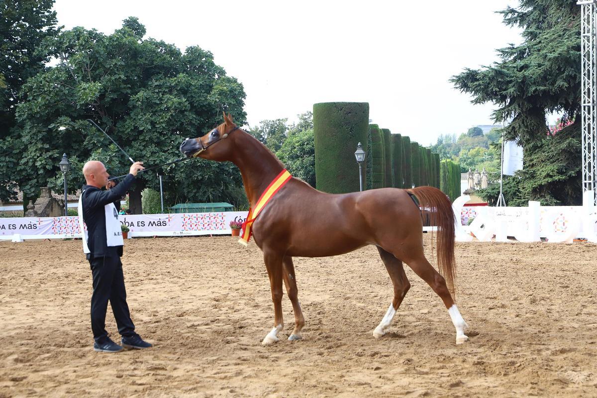 La última jornada del Otoño del Caballo en imágenes La última jornada del Otoño del Caballo en imágenes