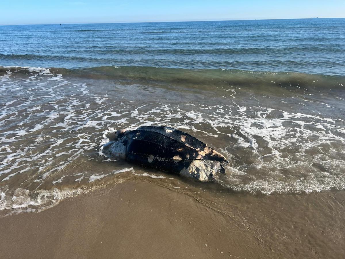 La tortuga muerta ha aparecido en la playa del Pinar, en el Grau de Castelló