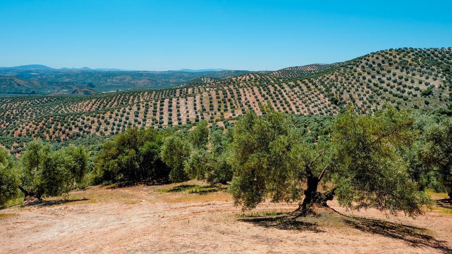 La rama de olivo