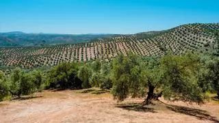 ¿Cuándo es la mejor fecha para podar los olivos?