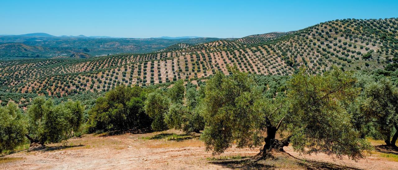 Campos de olivos.