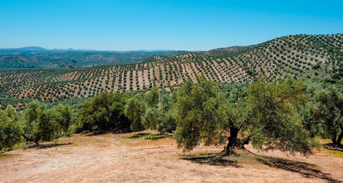 Campos de olivos, cultivo resistente, pero también afectado por el calor