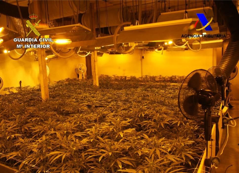 Seis detenidos por cultivar marihuana a gran escala para su venta en Holanda