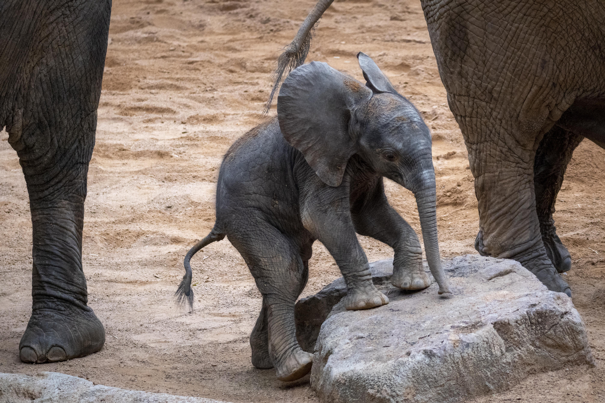 Nacimiento en Bioparc del primer elefante africano en la Comunitat Valenciana