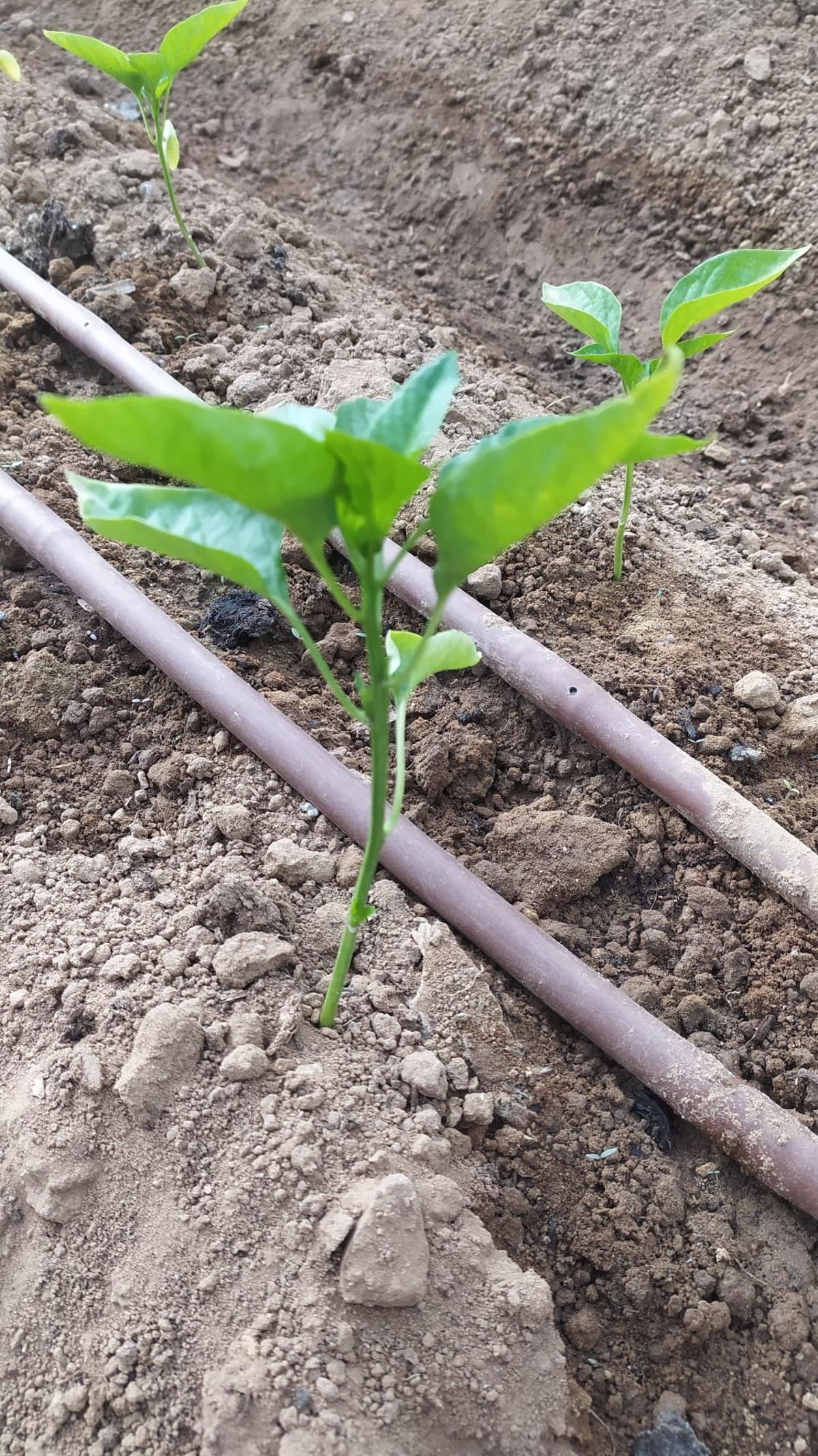 Fotogalería | Estas son las primeras frutas y verduras que recogen los adjudicatarios de Llera