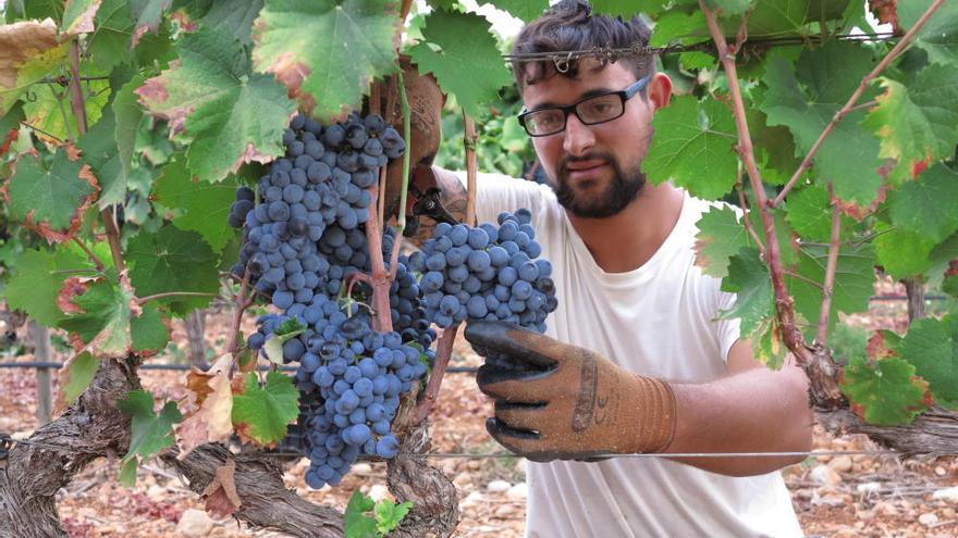 Weinlese auf Mallorca: Veredelung heißt Beschränkung