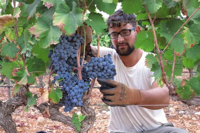 Weinlese auf Mallorca auf dem Gut Castell Miquel