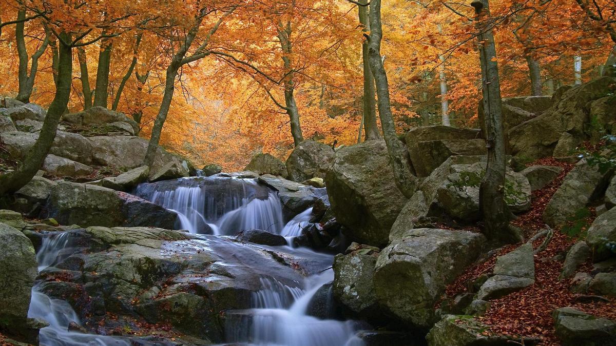 Los bosques más bonitos para recorrer en otoño cerca de Barcelona.