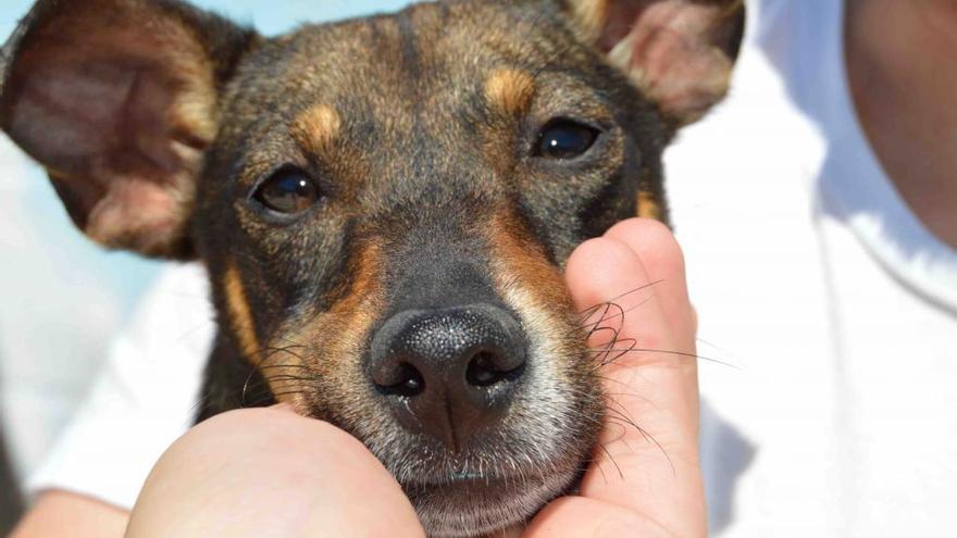 Castaña, en adopción en la Protectora de Málaga.