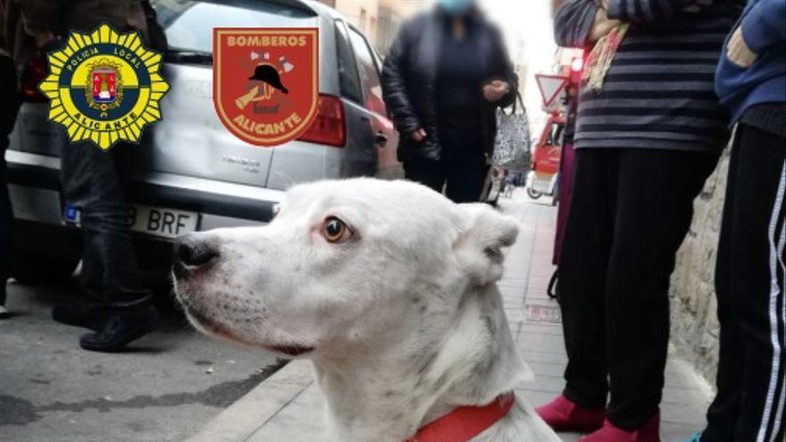 Salva la vida a un perro que cayó desde un cuarto piso en Alicante.