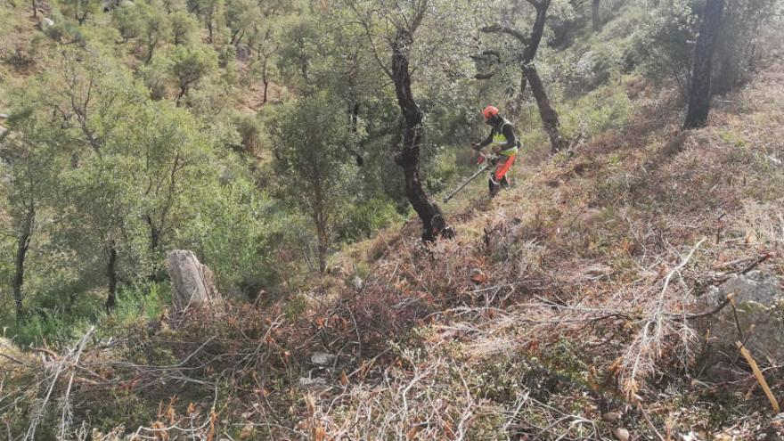 Nous treballs forestals per protegir l&#039;Albera dels grans incendis