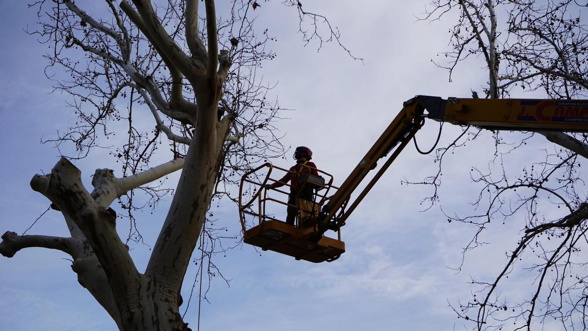 Poda de un árbol en la Alameda de Xàtiva