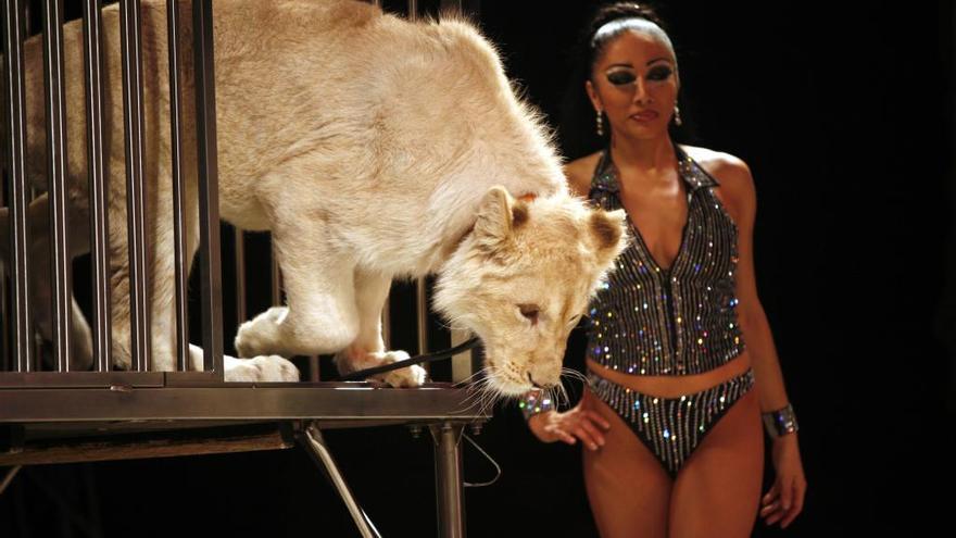 Fotografía de archivo de un tigre blanco en un espectáculo de circo en Alicante en 2007.