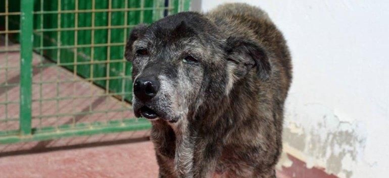 Denuncian un caso de "maltrato y abandono" de un perro en Lanzarote