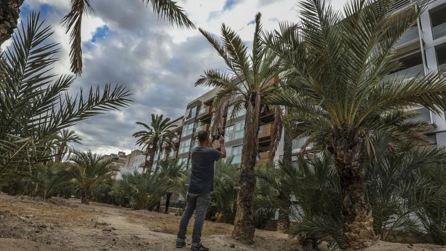 Palmeral seco en plena ladera del río