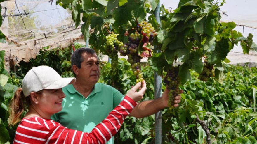 Las condiciones climáticas elevan un 20% la cosecha de uvas