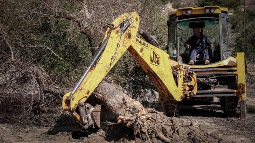 UE y Consell pactan repoblar los campos de la Xylella con árboles resistentes
