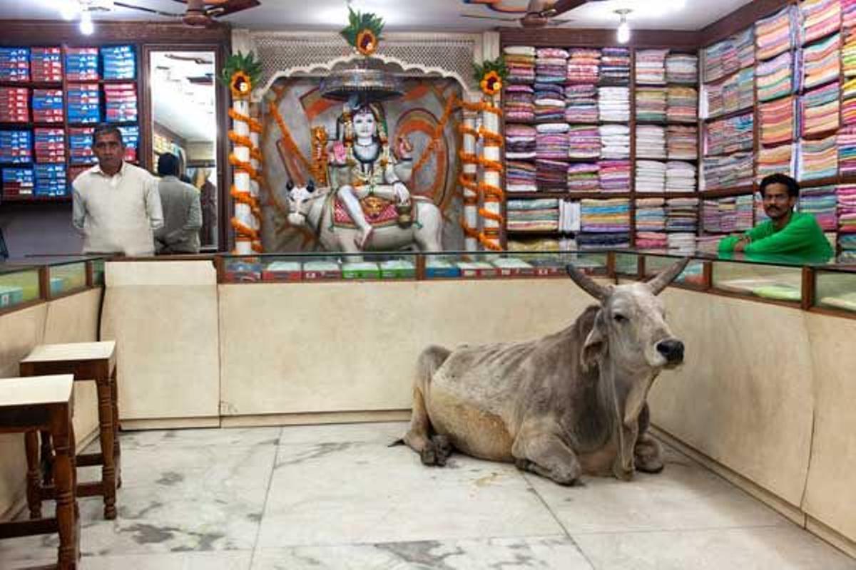 Para el hinduísmo la vaca es tan sagrada que la de la foto permanece dentro de una tienda en Benarés sin ser molestada.
