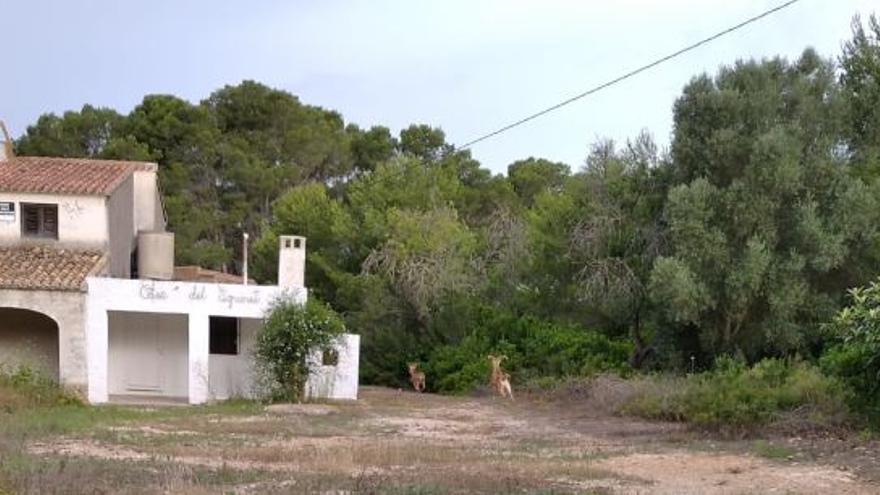 Los arruíes africanos ya campan a sus anchas por zonas habitadas de Xàbia