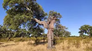 Aves y murciélagos para salvar la dehesa extremeña, infestada de insectos comedores de madera