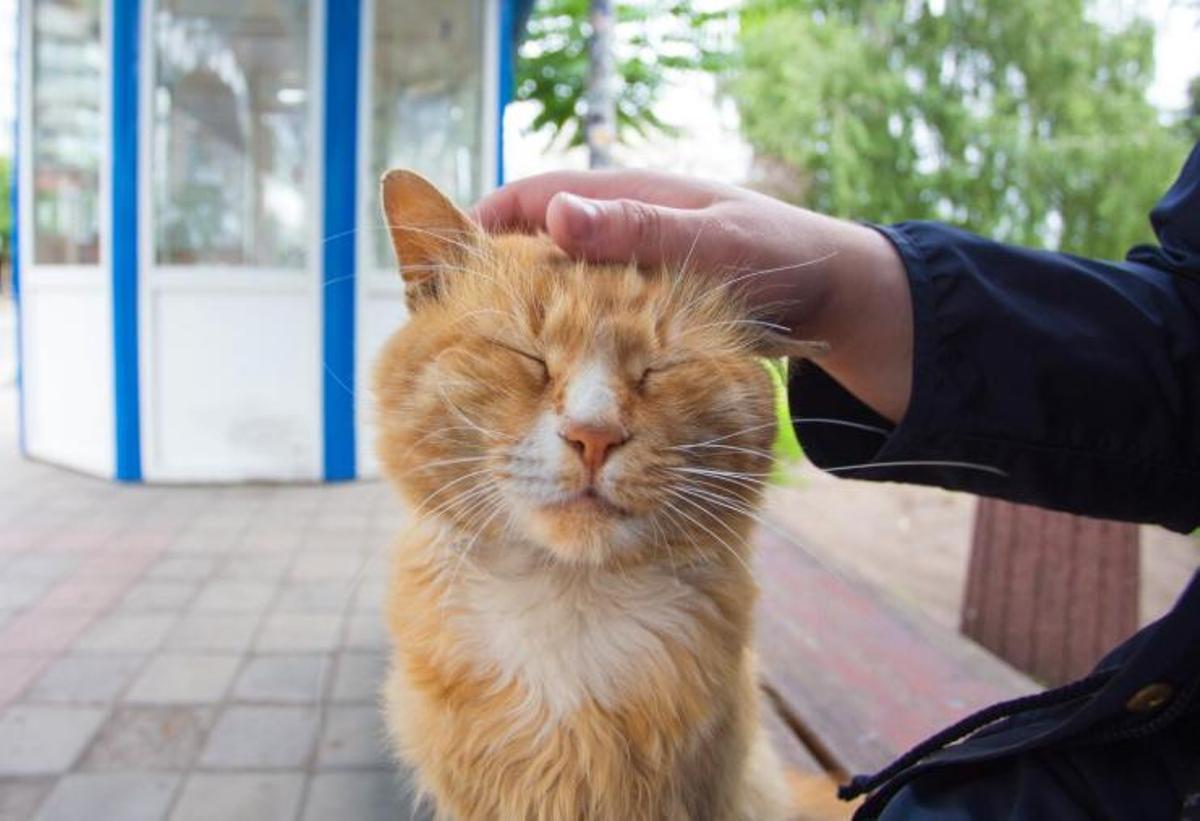 Els gats són molt agraïts