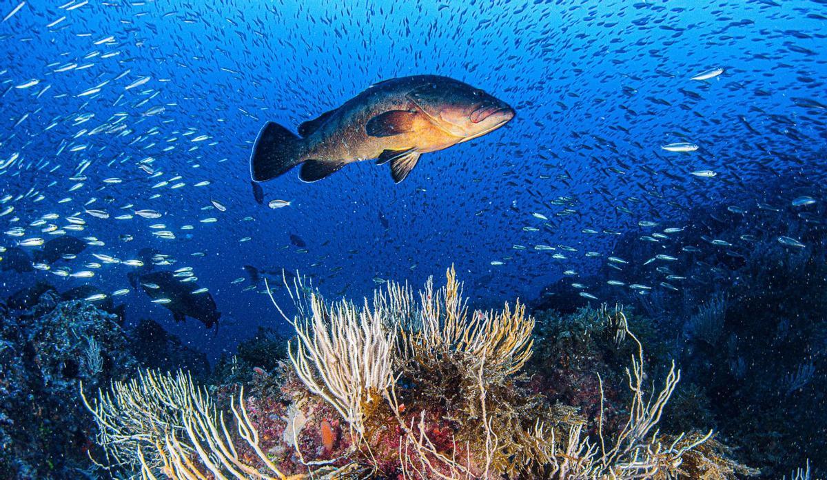 Fauna marina en el Bajo de Dentro de la reserva de Cabo de Palos-Islas Hormigas. | JAVIER FERRER