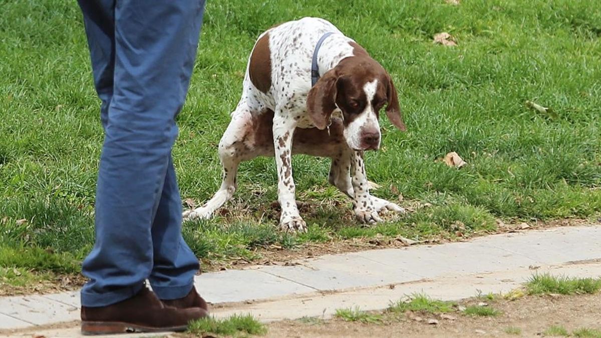 El dueño de un perro se dispone a recoger la deposición de su animal en un parque de Barcelona.