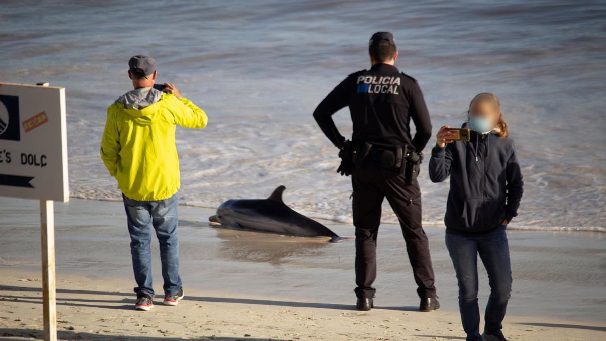 Aparece un delfín moribundo en la playa del puerto de la Colònia de Sant Jordi