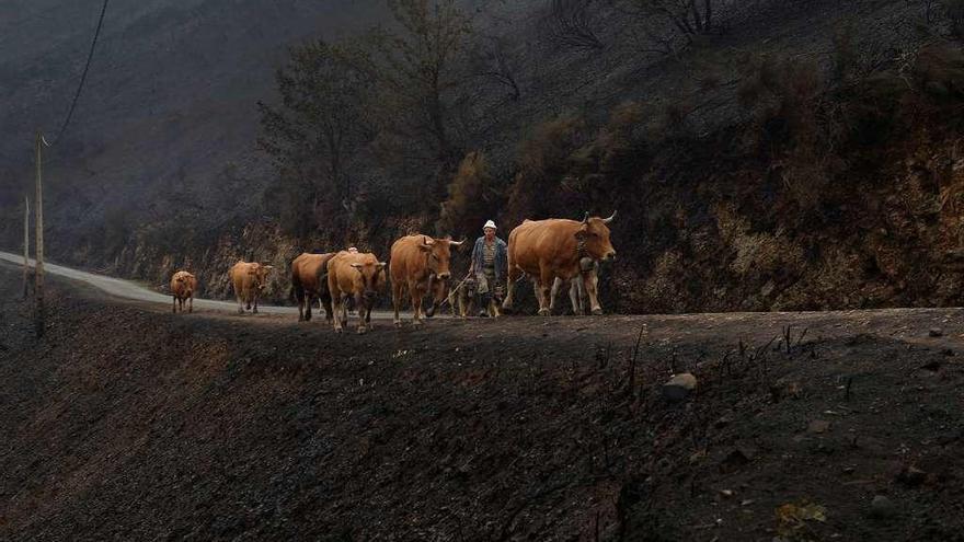 Un ganadero en una aldea ourensana devorada por las llamas el pasado mes de octubre.