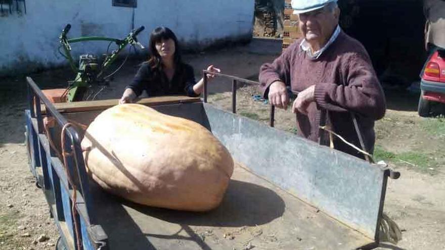 Una de las calabazas recogidas en Cibanal y cargadas en el remolque del tractor.