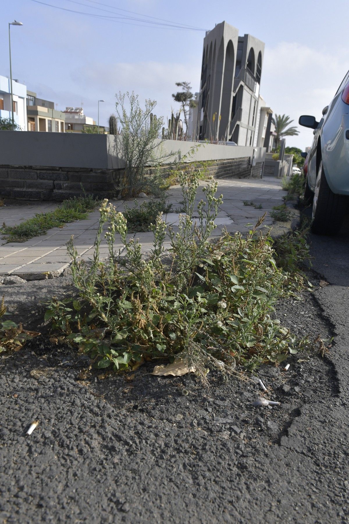 Hierbas en aceras de las calles de Escaleritas