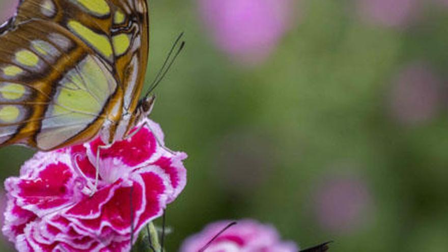 Las mariposas levantan el  vuelo en l´Oceanogràfic