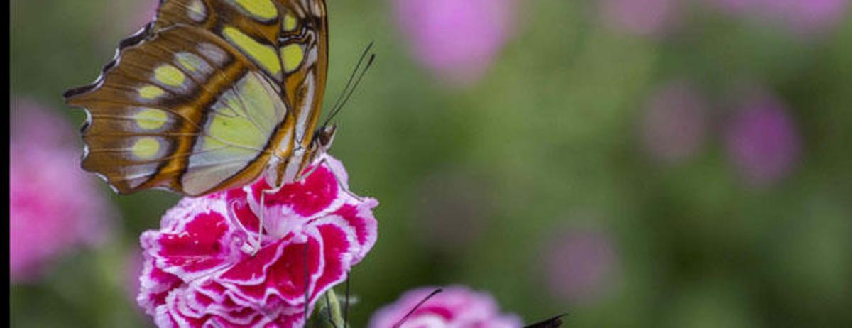 Las mariposas levantan el vuelo en l´Oceanogràfic