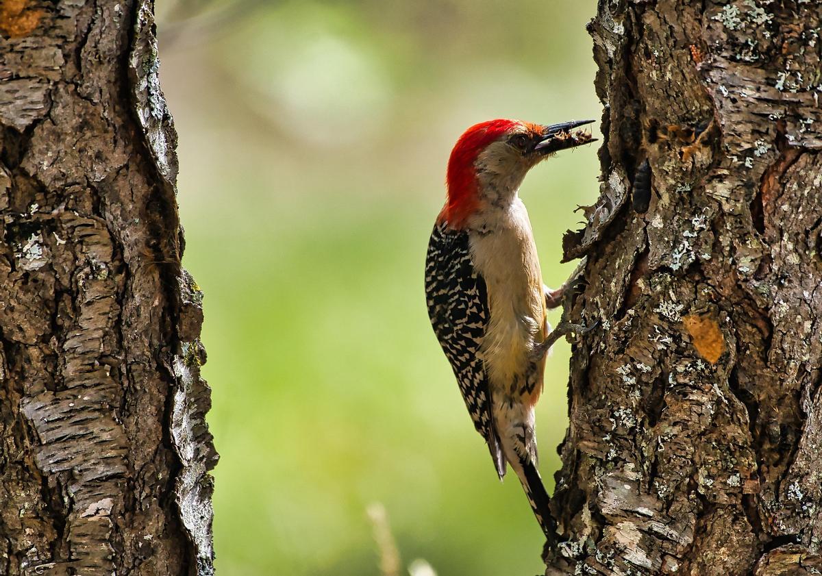 El úmero de especies y tasas de especiación de aves y mamíferos son relativamente bien conocidos.