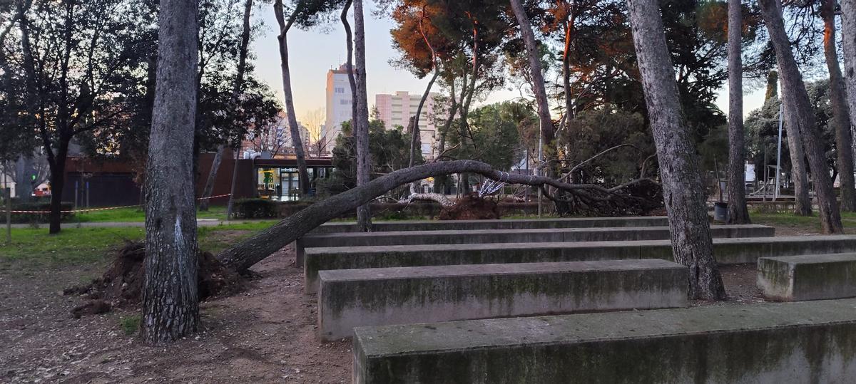 EN IMATGES | Retiren els arbres caiguts al Parc Bosc de Figueres per la llevantada
