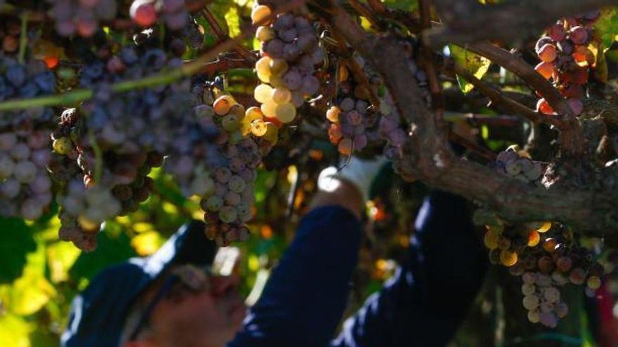 La vendimia se queda sin trabajadores en Galicia