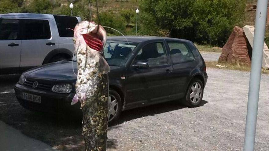 Un siluro pescado en Maidevera produce alarma en la comarca