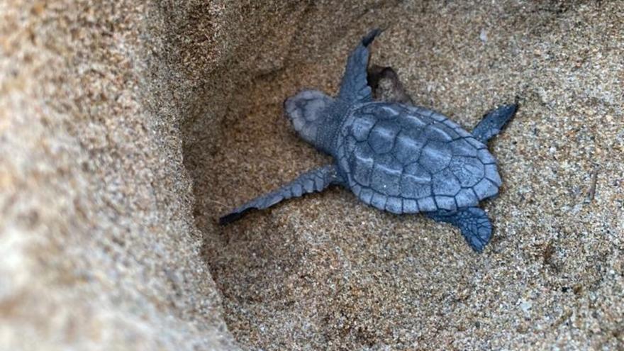 Impresionante nacimiento de 72 tortugas de un nido en la playa de Albaranes de Dénia