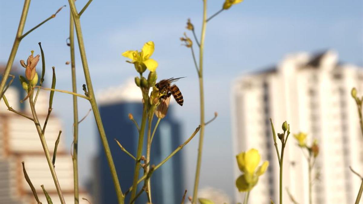 Una abeja recoge polen de una flor en una zona urbana.