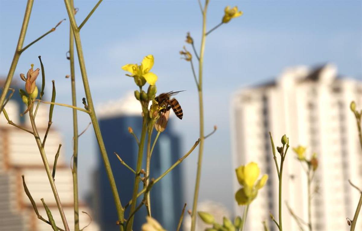 Una abeja recoge polen de una flor en una zona urbana.
