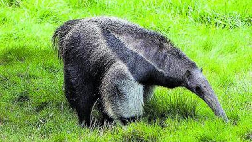 No sé si tener un perro o un oso