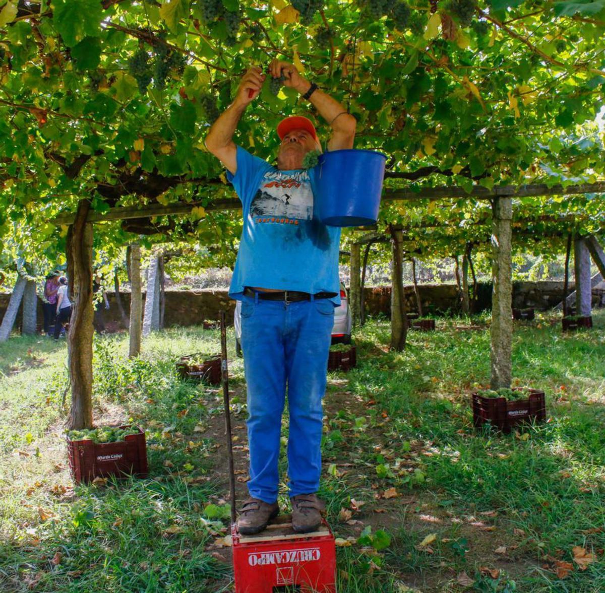 Uno de los viticultores queestos días se emplean afondo.   | //  IÑAKI ABELLA