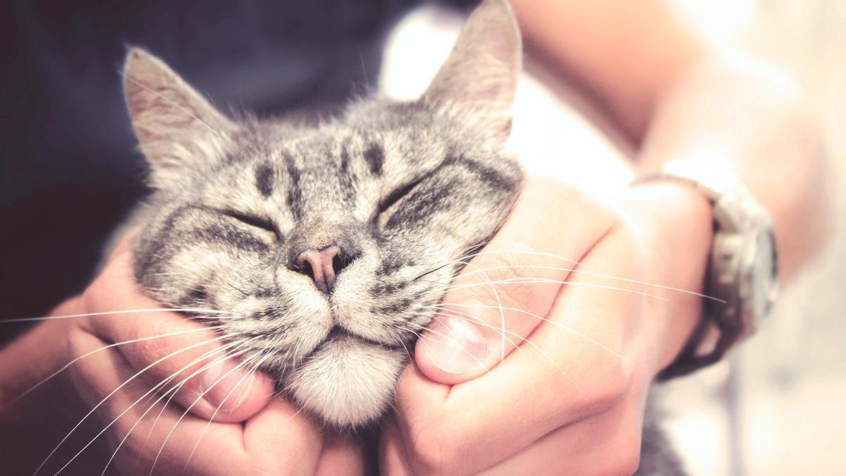 GATOS | ¿Cómo hacer que nuestro gato nos quiera? Los expertos desvelan tres  sencillos trucos