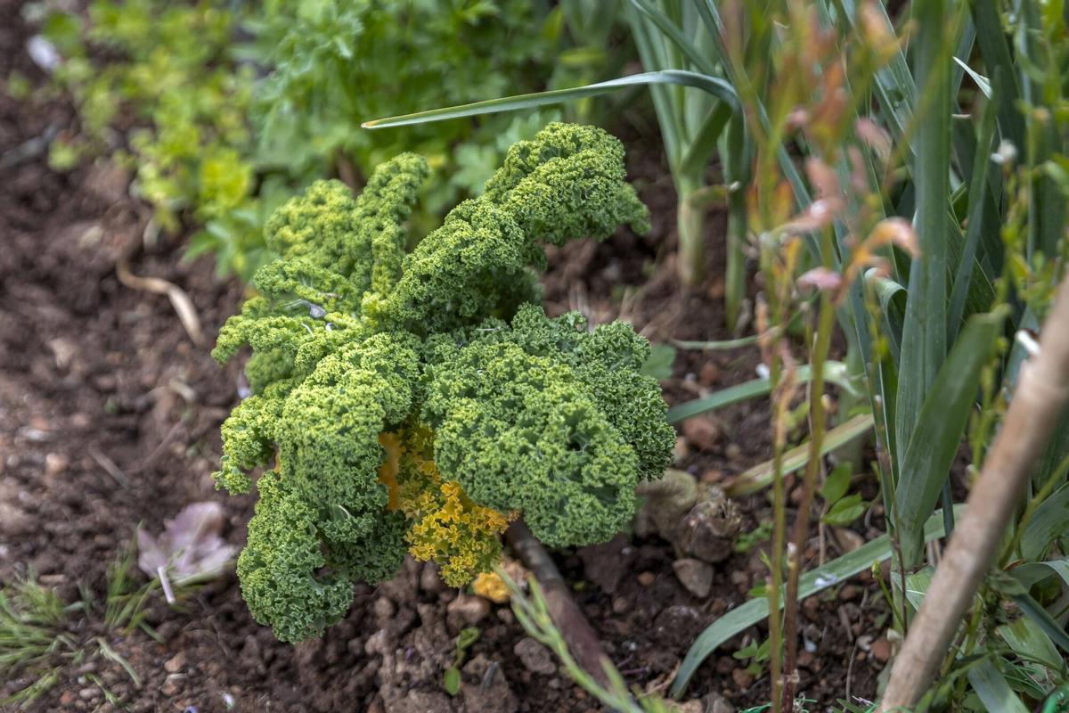 PALMA, ENTREVISTA A JULIO QUE HA CREADO EL HUERTO MAS CREATIVO DE ASIMA.