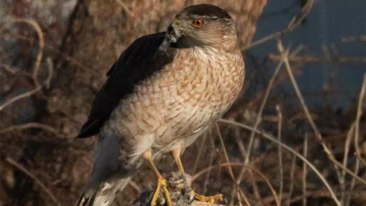 Los halcones aprenden a usar semáforos para cazar mejor en las ciudades