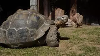 Un macho de tortuga gigante de las Galápagos llega a Bioparc Fuengirola