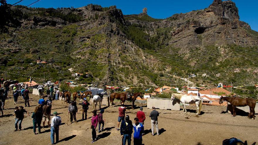 El burro canario se salva de la extinción y se afianza gracias a los 10 partos al año