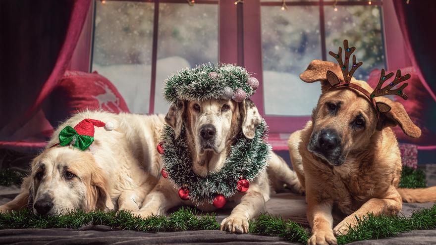 Vacaciones con perro | ¿Dónde dejar a mi perro en vacaciones de Navidad?