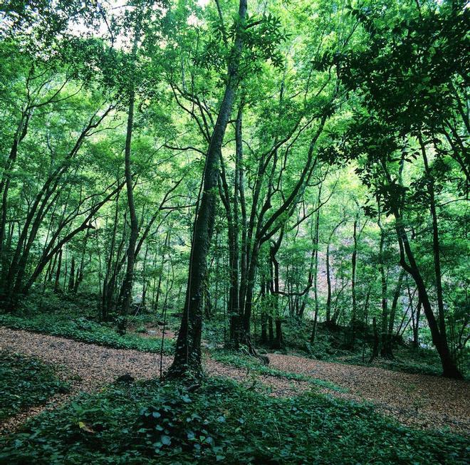 Bosque de los Tilos